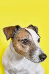 A hunting dog. Jack Russell terrier. Cute purebred dog on a yellow background. A greeting card