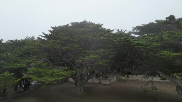 Foggy trees in San Francisco, CA
