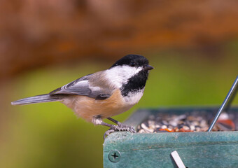 Close up of a chickadee on a bird feeder ready to enjoy some seeds.