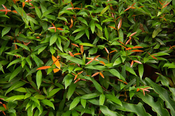 orange and green leaves