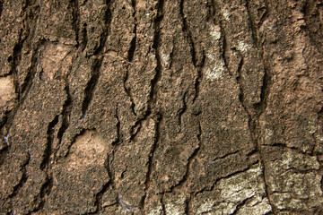 brown bark texture background