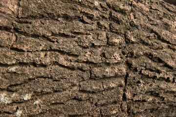texture of bark of a tree