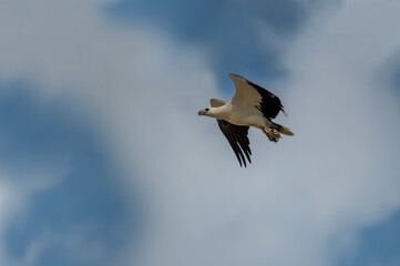 The white-bellied sea eagle is a diurnal bird of prey from the hawk family.