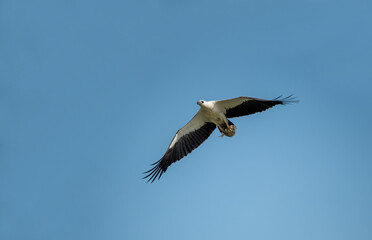 The white-bellied sea eagle is a diurnal bird of prey from the hawk family.