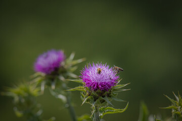 thistle flower in the garden
