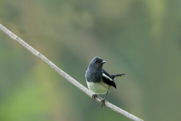 The Oriental magpie-robin is a small passerine bird formerly classified as a member of the thrush family Turdidae but now considered an Old World flycatcher.