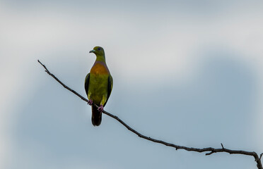 The orange-breasted green pigeon is a pigeon found in tropical Asia south of the Himalayas in the Indian subcontinent and parts of Southeast Asia.
