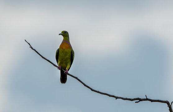 The orange-breasted green pigeon is a pigeon found in tropical Asia south of the Himalayas in the Indian subcontinent and parts of Southeast Asia.