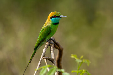 The Asian green bee-eater, also known as the little green bee-eater and green bee-eater in Sri...