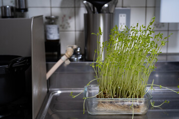 台所で育てた豆苗 