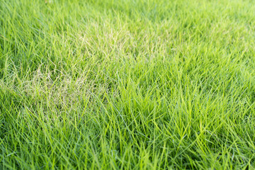 少し枯れてしまっている人工芝 