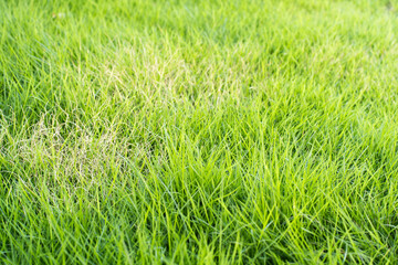 少し枯れてしまっている人工芝