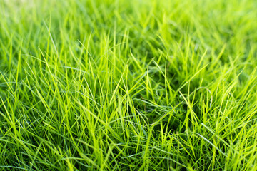 青々と生い茂る人工芝 