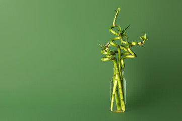 Bamboo plant in vase on green background