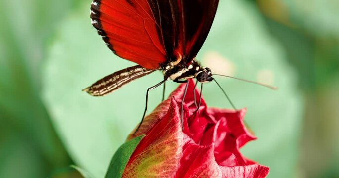 Butterfly feeding on red flower macro