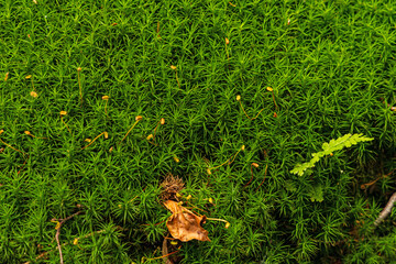 green moss in a forest