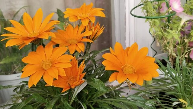 Orange Gazania flower, Colorful Petunia grandiflora white pink color, red Begonia sway in wind on balcony. House Flowerbed. Blooming Garden in city. Gardening. Comfortable environment. Flowering plant