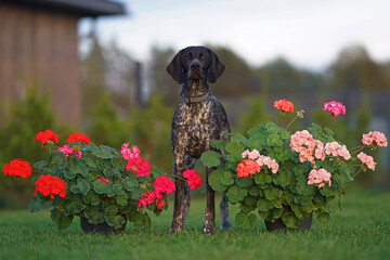 Serious young black and white Greyster dog with a collar posing outdoors standing on a green grass between two pots with different blooming Pelargonium flowers in summer
