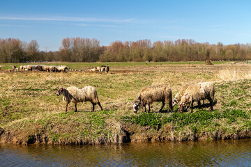 Naklejka na ściany i meble Sheep engage in tranquil grazing, painting a serene winter scene by the water's edge.