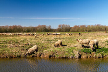 On a tranquil winter afternoon by the waterside in the Biesbosch, a flock of sheep finds solace in peacefully grazing. 