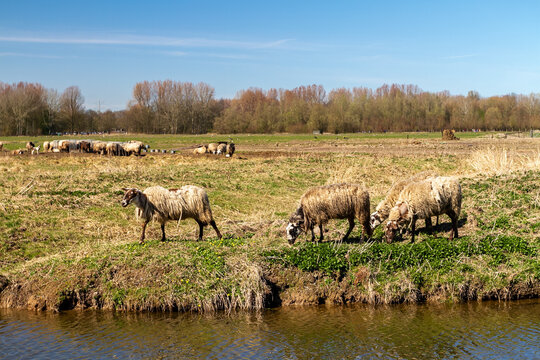 Sheep engage in tranquil grazing, painting a serene winter scene by the water's edge.