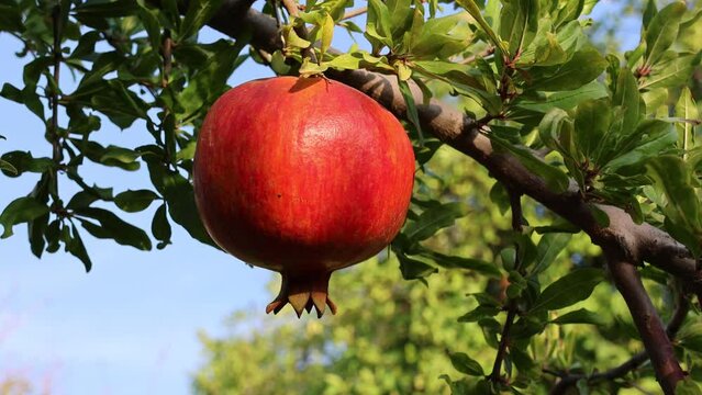 Wild ripe pomegranate On A Tree, Home garden, Pomegranate tree at sunshine day.