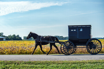 Amish horse and buggy with soybean field