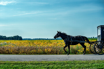 Amish horse and buggy with soybean field in autumn.