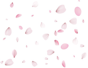 Festive spring background of cherry petals.