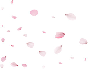 Sakura petals, unobtrusive festive background. - obrazy, fototapety, plakaty