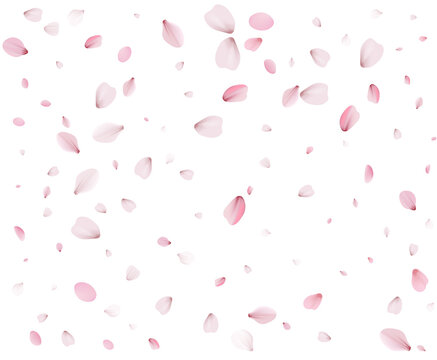 Many sakura petals are swirling in the wind.