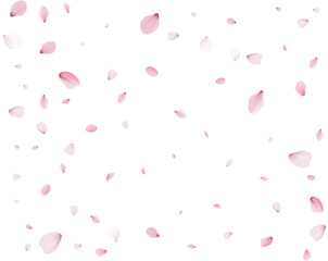 Many cherry petals, spring background.