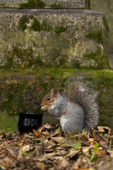 squirrel eating nut at cauldron