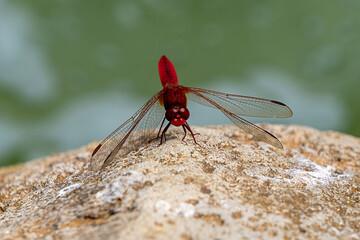 Rote Libelle. Diese Nahaufnahme zeigt eine rote Libelle, die auf einem Betonboden ruht. Die Libelle ist in ihrer ganzen Schönheit zu sehen, mit ihren glänzenden Flügeln und ihrem gemusterten Körper.