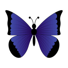 Mariposa Azul