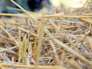 straw yellow background wallpaper nature agriculture hay pattern dry summer plant texture wheat brown field grass crop rural gold farm bale harvest cereal abstract countryside grain outdoor beige  