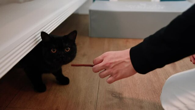 Cute domestic cat eats a treat. Interior close-up. Scottish cat eats from hand. scared cat eating