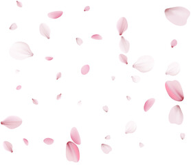 Cherry petals, unobtrusive festive background.