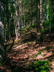 Obraz premium The inside of a forest with lots of greenery and moss on the branches and trees