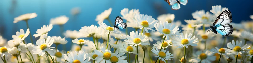 Keuken spatwand met foto White spting daisies and blue butterflies on a blue wide background. Beautiful wild flowers with colorful butterfly on sunny spring meadow.  © mandu77