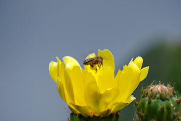 Eine Honigbiene sitzt auf einer gelben Kaktusblüte.