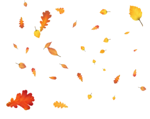 Many autumn leaves are swirling in the wind.