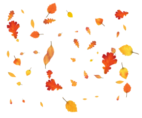 Lots of autumn leaves, festive leaf fall.