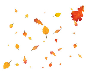 Lots of autumn leaves, festive leaf fall.