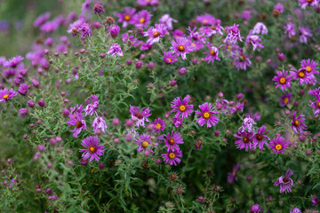 Purple flower on a tall flower.