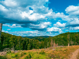Naklejka premium Landscape shot of a German forest with cloudy sky