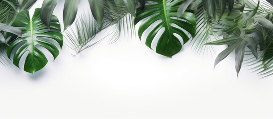 Tropical leaves overlay on white background for product presentation backdrop mockup and summer concept