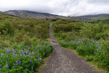 Fototapeta na wymiar Hiking trail at the start of the Glymur Waterfall hike in Iceland