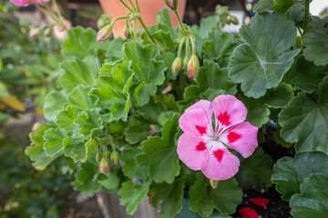 Pink geranium flower and green leaves. - obrazy, fototapety, plakaty