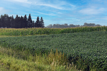 Soybean and corn field in Minnesota